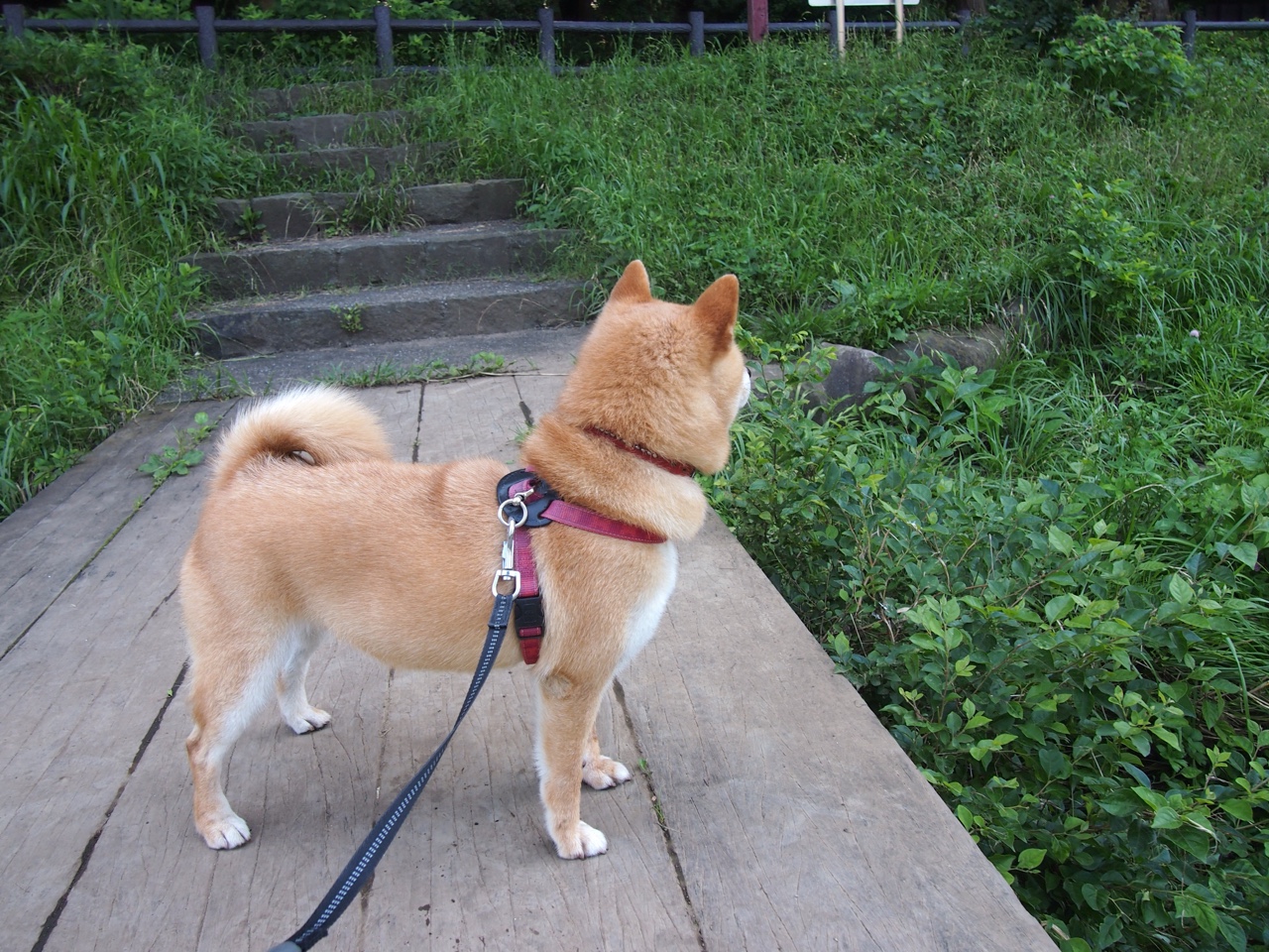 绿茵节奏革命，一场欧冠决赛背后的尼日利亚脉搏