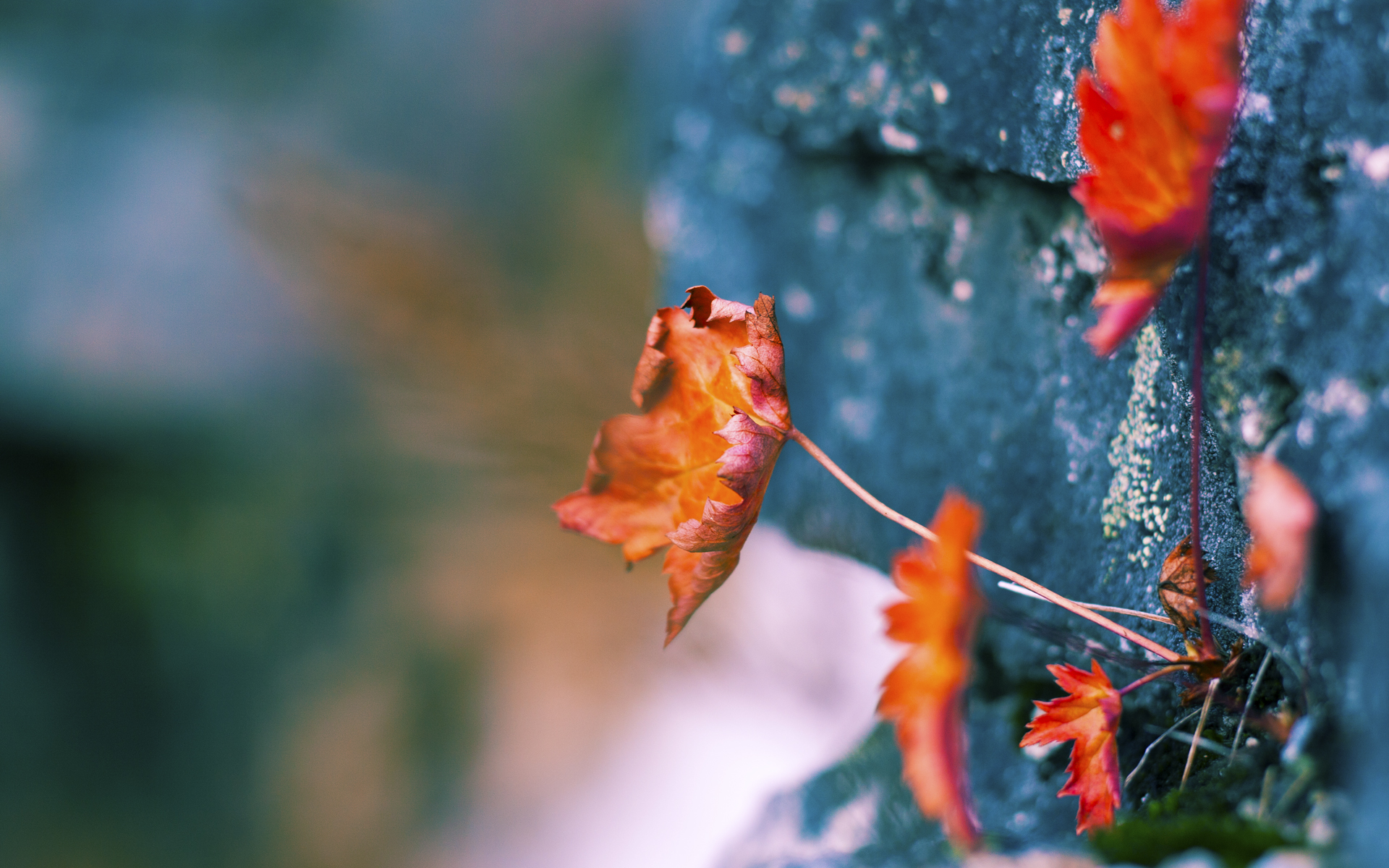 开云APP-当班凯罗误入时空裂缝，那场改变篮球维度的洛杉矶之夜